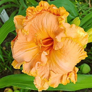 Лилейник "SPACECOAST TROPICAL PASSION"